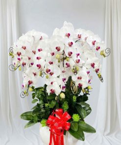 Chậu hoa lan - 02