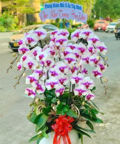 Chậu hoa lan - 03