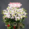 Chậu hoa lan - 01